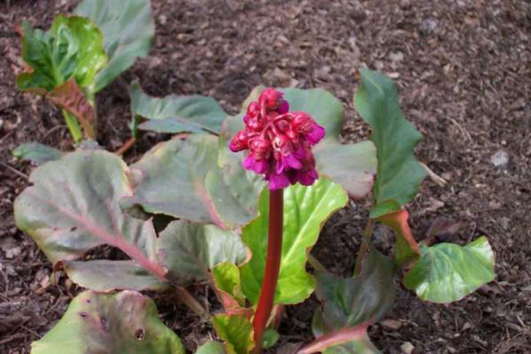 bergenia cordifolia winterglow