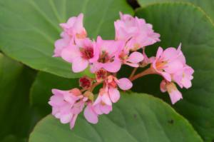 bergenia crassifolia