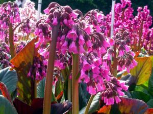 bergenia purpurascens