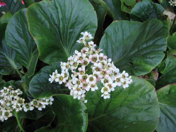 bergenia hybrida silberlicht