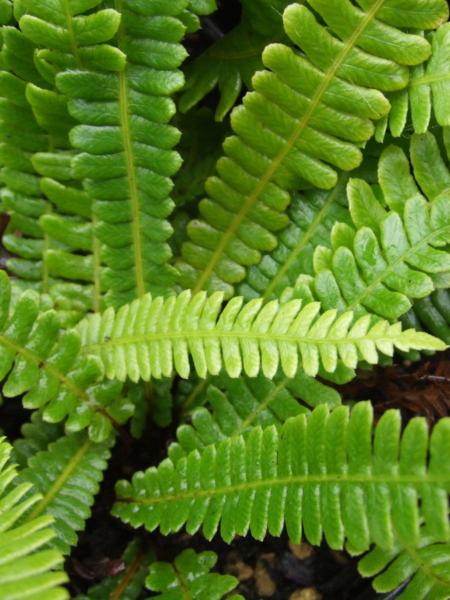 blechnum spicant