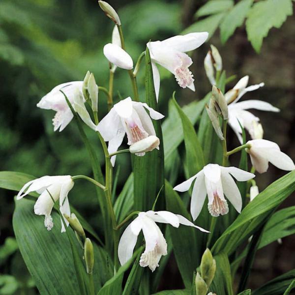 bletilla striata alba 