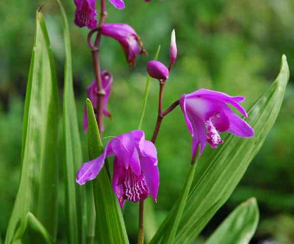 bletilla striata 