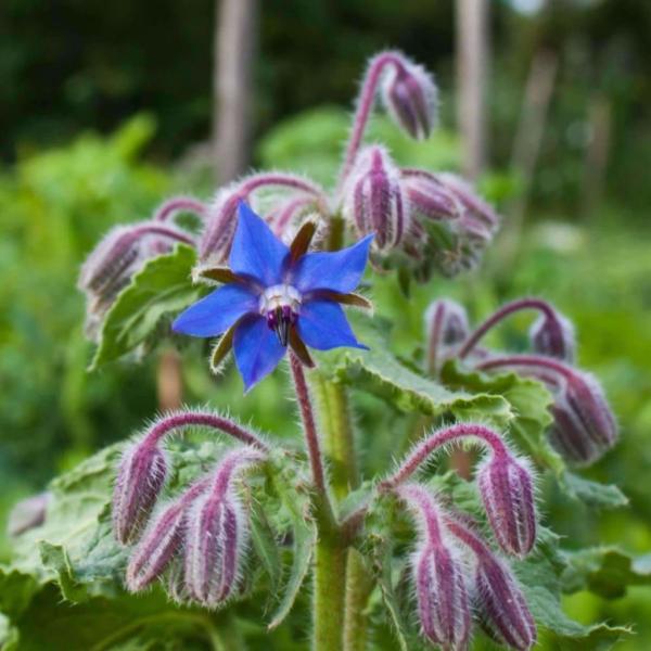 borago officinalis