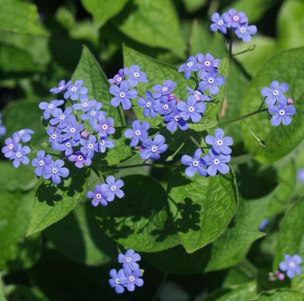 brunnera macrophylla 