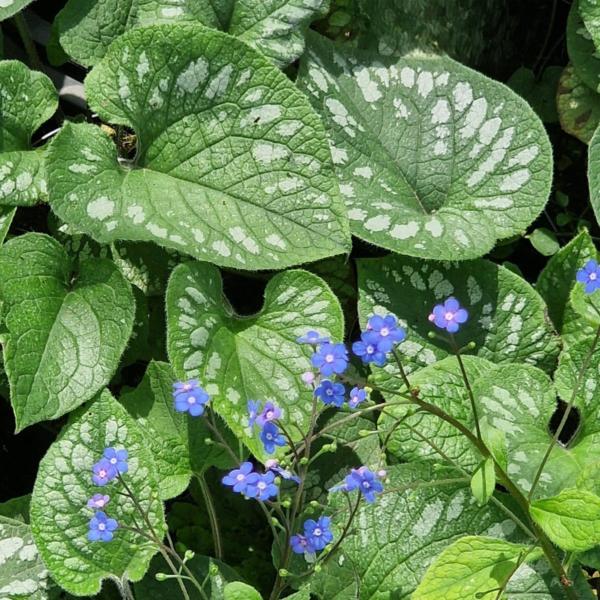 brunnera macrophyl. emerald mist