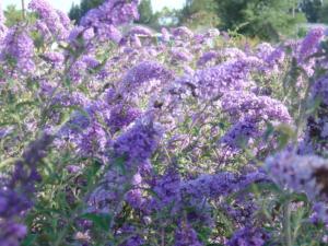 buddleia davidii nanho blue