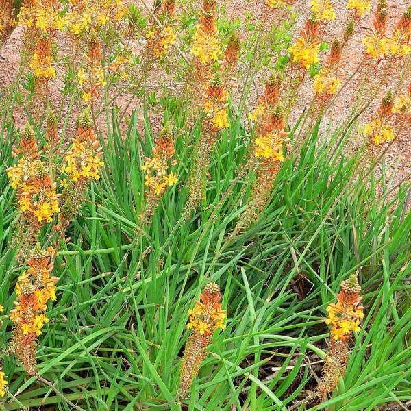 bulbine frutescens hallmark