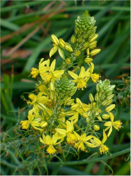 bulbine frutescens