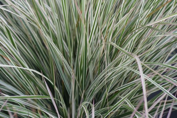 calamagrostis acutiflora overdam