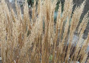 calamagrostis brachytricha