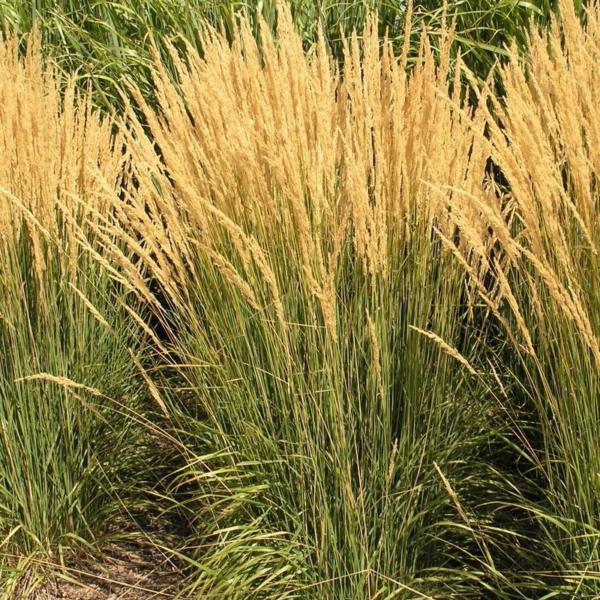 calamagrostis karl foerster