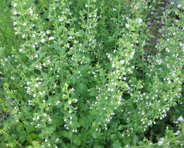 calamintha nepeta