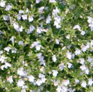 calamintha nepeta white cloud