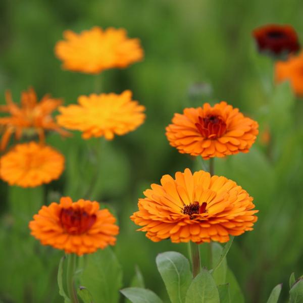 calendula officinalis