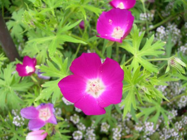 callirhoe involucrata