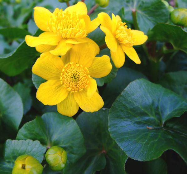 caltha palustris