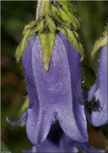 campanula barbata