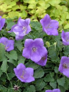 campanula carpatica blue clips