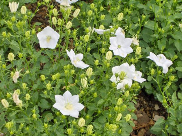 campanula carpatica white clips