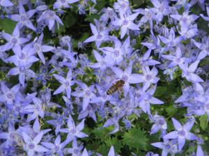 campanula garganica