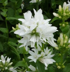 campanula glomerata alba