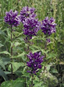 campanula glomerata superba