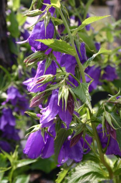 campanula latifolia macrantha