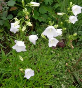 campanula persicaefolia alba