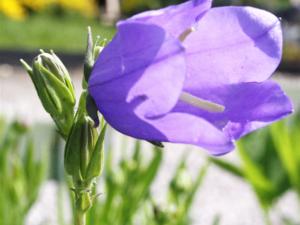 campanula persicaefolia caerulea