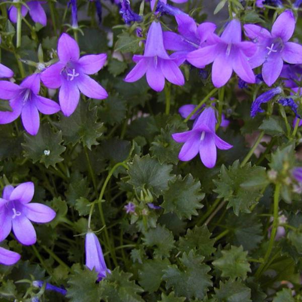 campanula portensc. birch hybrid