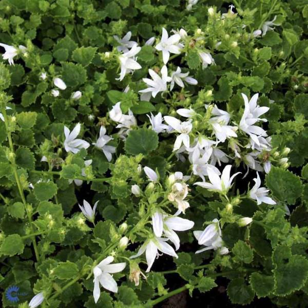 campanula poscharsk. e.h. frost 