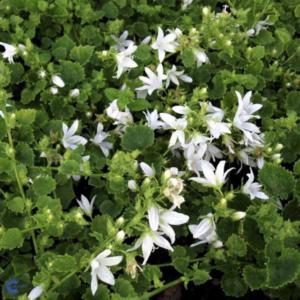 campanula poscharsk. e.h. frost 