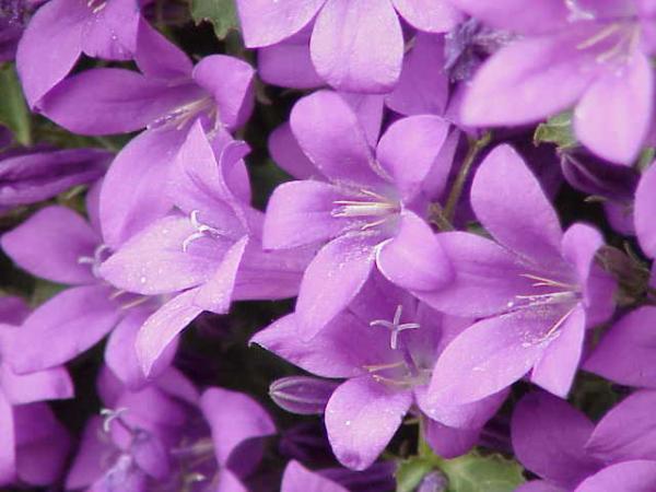 campanula portenschlagiana