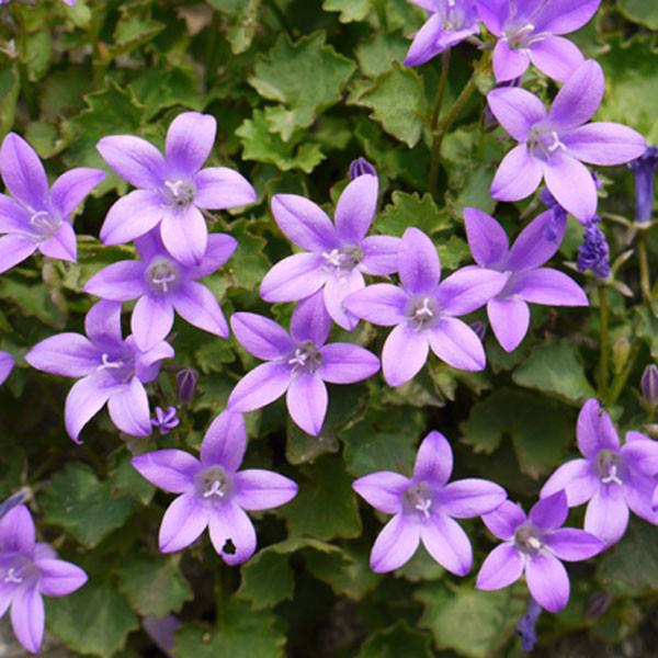 campanula port. resholdt variety