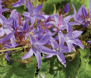 campanula poscharskyana