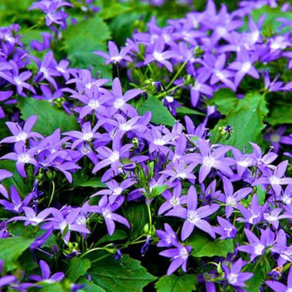 campanula poscharskyana stella