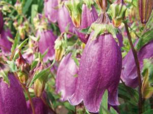 campanula punctata rubriflora