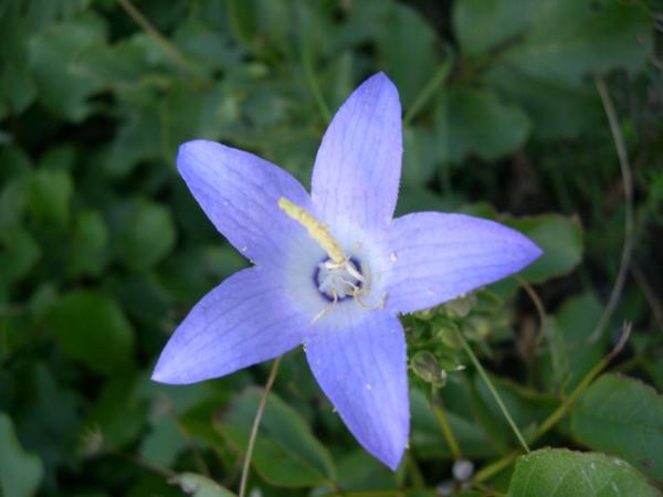 campanula pyramidalis