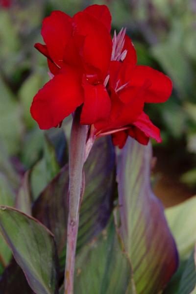 canna black knight