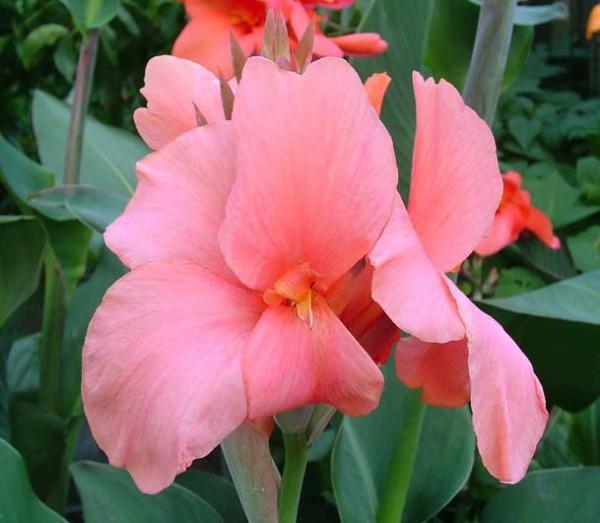 canna operah la boheme