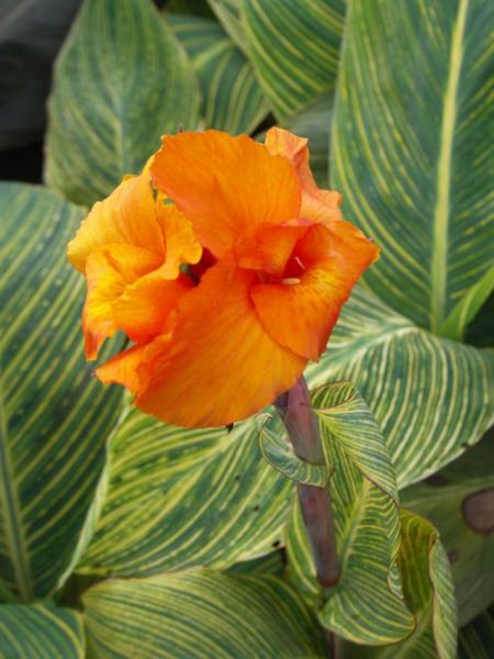 canna pretoria variegata