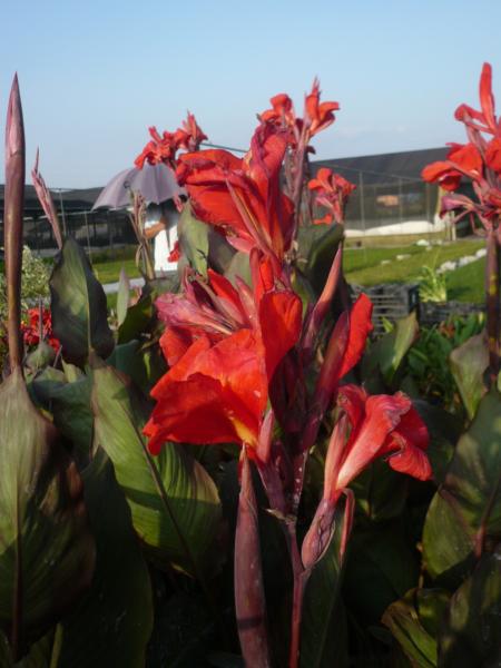 canna red king humbert