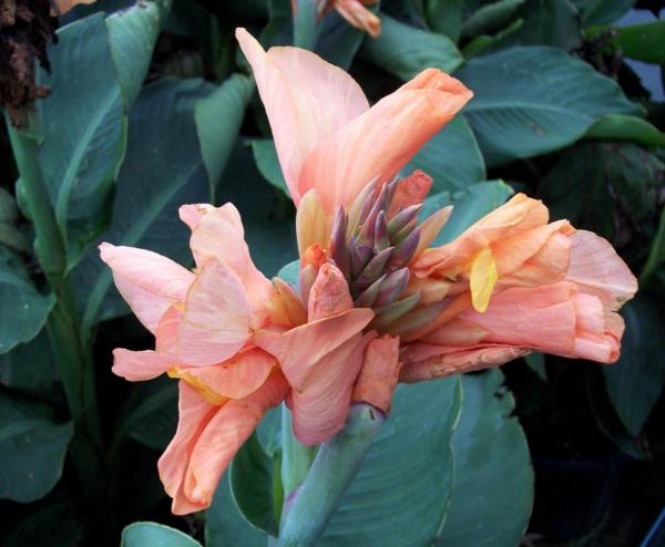 canna salmon pink