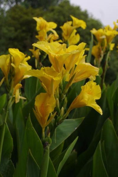 canna yellow king humbert