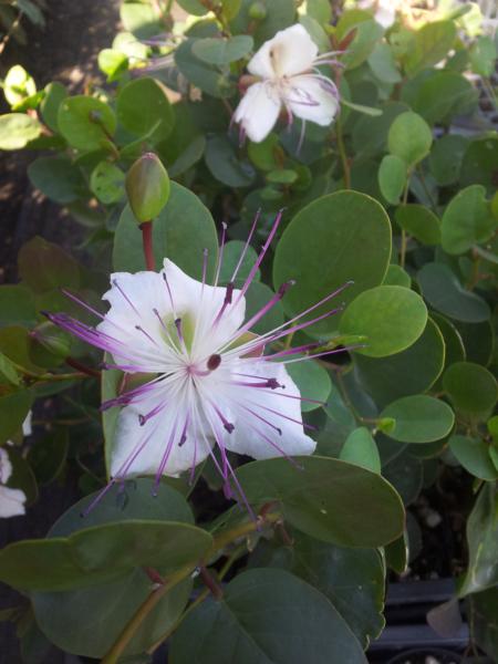 capparis spinosa