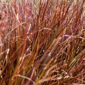 carex buchananii firefox