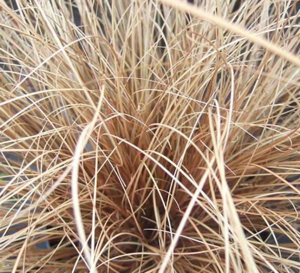 carex comans bronze form