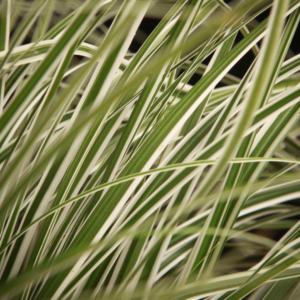 carex oshimensis everest