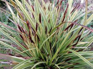 carex morrowii variegata